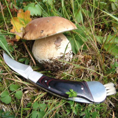 Нож грибной складной Schwarzwolf PILZ